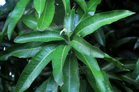 The Surprising Health Benefits of Mango Leaves You Didn’t Know About